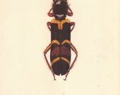 Wonderful Vintage Trichodes Beetle illustration