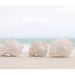 Beach Photo Set, over 40% off, ocean, shell, seagull, beach house decor, coastal living, pastel, soft, sea green, peach, pink, shore