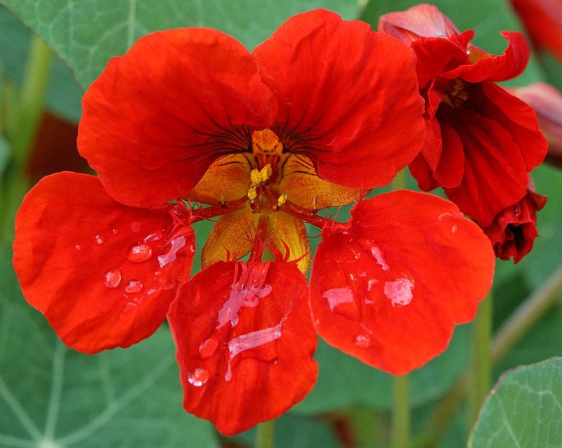 Organic Heirloom Empress of India Nasturtium Edible Flowers Seeds