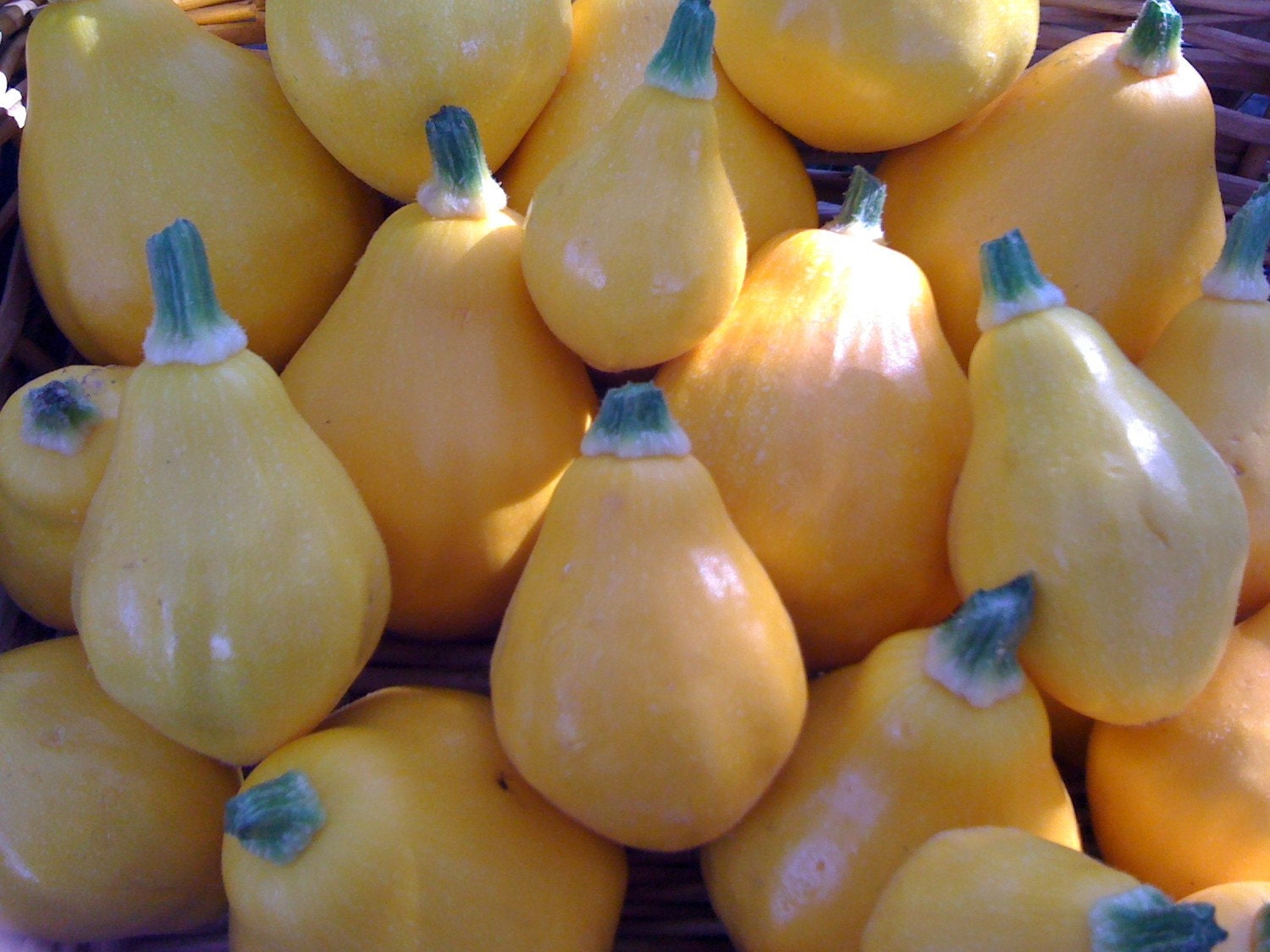 Organic Heirloom Lemon Summer Squash Seeds RARE