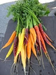 Organic Heirloom Rainbow Carrot Seeds EXCLUSIVE CUSTOM MIX best sellers - kenyonorganics