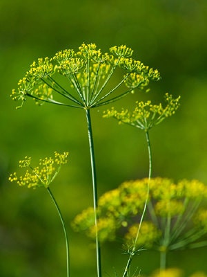 Bouquet Dill Seeds Organic Heirloom