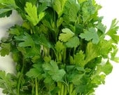 Organic Heirloom Parsley Flat Leaf Italian Seed