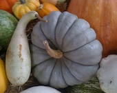 Organic Heirloom Blue Pumpkin Jarrahdale Seeds Rare