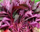 Organic Heirloom Garnet Red Amaranth Seeds