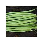 Organic Heirloom Tavera French Filet Bush Bean Seeds