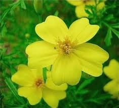 Organic Heirloom Lemon Gem Edible Marigold Seeds