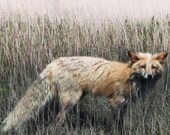 Pale fox