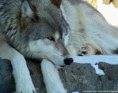 Gray Wolf, Animal Photography, Timberwolf, Winter, Wildlife, Nature, Photo, Print, "Gray Wolf Resting"