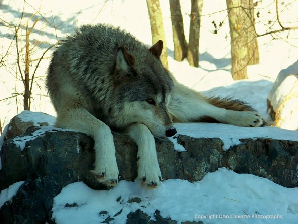 Wolf, Timberwolf, Winter, Wildlife, Nature, Photo, Photography, Print, "Let Sleeping Wolves Lie"