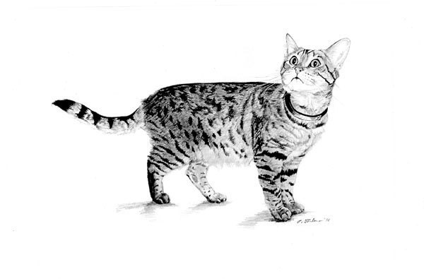 Tabby Cat Print in 8"x10" Mat from Original Graphite Pencil Drawing by P. Tarlow