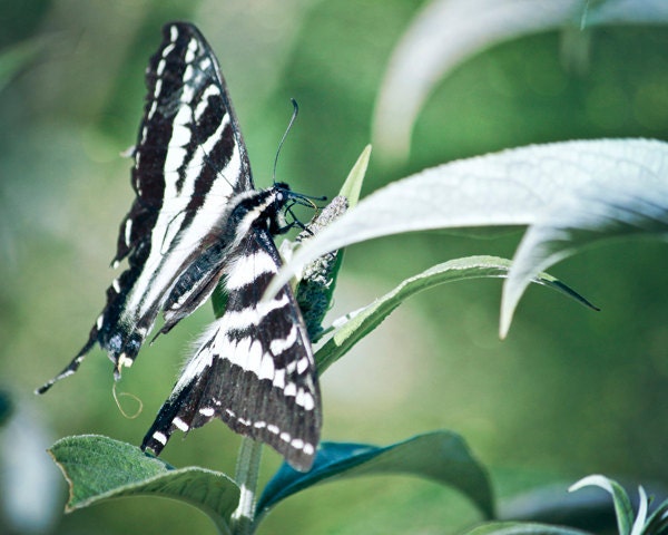 Butterfly 8x10 print green nature photography