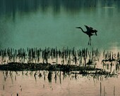 Nature photography, Heron on the water 8x10 photograph