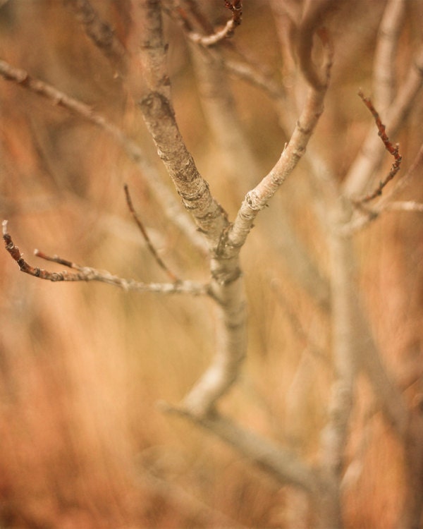 Peach branches 8x10 woodland nature photography