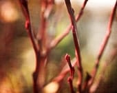 Pink branches colorful nature photography rustic 8x10 photo
