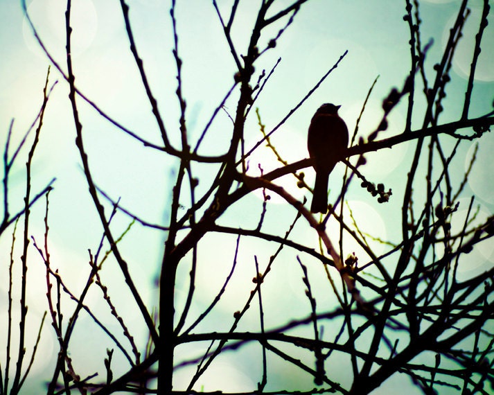 Nature photography, animal photography, Bird photograph 8x10 blue