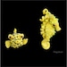 Two-fer Deal  Get Both Cubicus the Boxfish and Cammie the Pygmy Seahorse PDF Crochet Patterns Amigurumi
