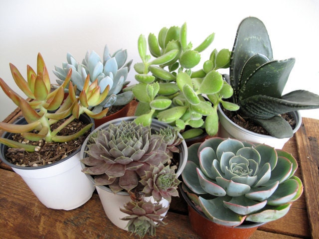 mixed bag of 6 large succulents