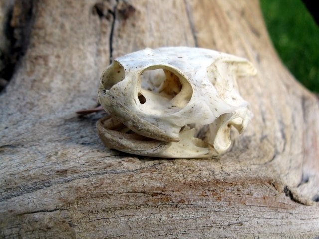 Little Squirt - roadside rustic turtle skull