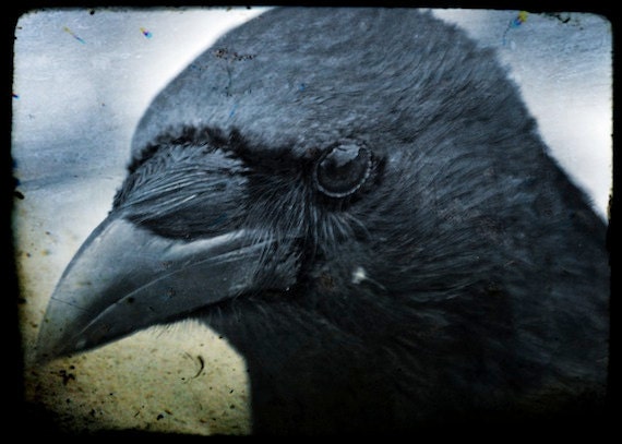 Sacred Law- Crow photograph, black bird photo, print, 5 x 7 inches fine art photo No 12