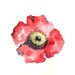 poppy watercolor giclee print // RED // 8x10 - art print -- home decor