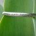 I Will Eat You Alive bracelet, sterling silver cuff - Charity donation