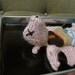 Knitted Fetal Pig in a Dissection Tray