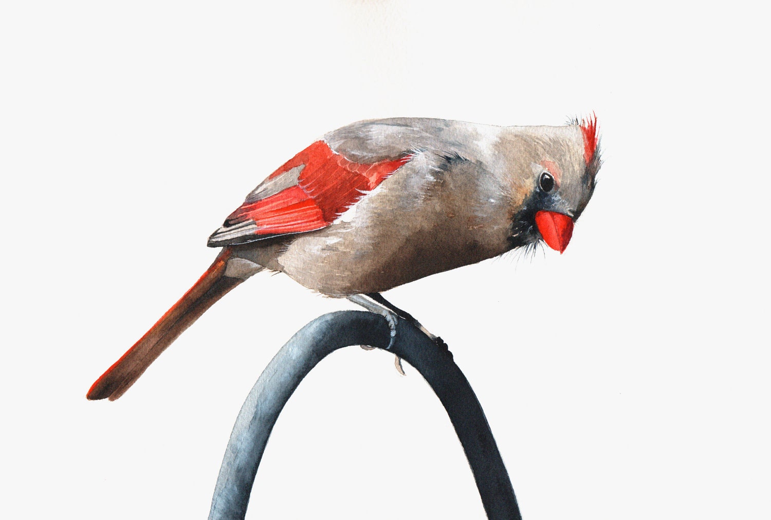 Cardinal painting  - C003- watercolor painting archival print A4