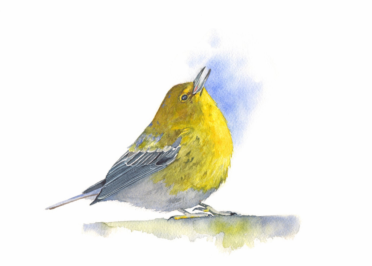 Bird Art - Pine Warbler Watercolor painting wildlife nature - Archival Print A4