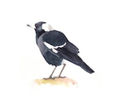 Magpie Painting -M060- Bird art wildlife nature-  print of watercolor painting 5 by 7