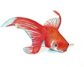 Fish painting -  Original watercolor painting