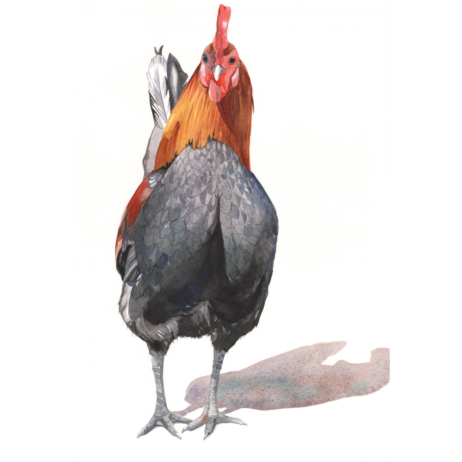 Rooster painting -R051- rustic country farm urban homestead decor -  Print of watercolor painting 5 by 7