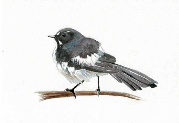 Willie Wagtail Painting Bird ART print of watercolor painting