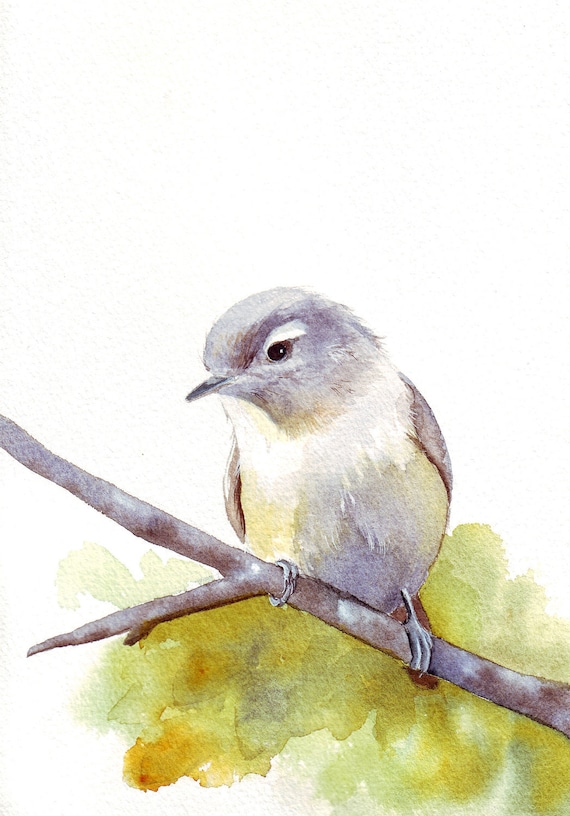 Bird PAINTING -Warbling Vireo-  Print of Watercolor Painting- 5 by 7 print