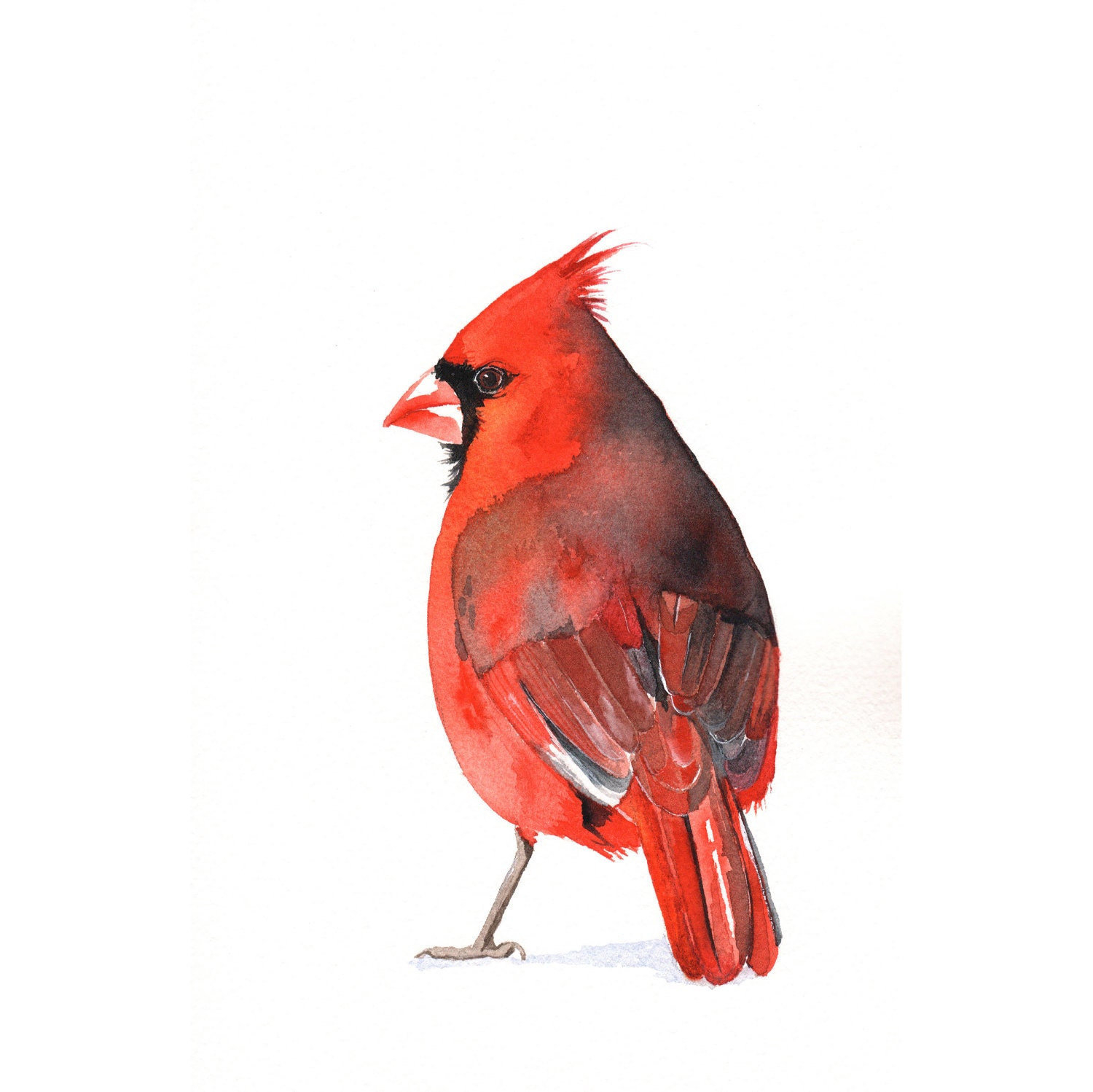 Cardinal watercolor painting Bird art wildlife nature red decor-  Print of watercolor painting A4 print