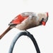 Cardinal painting  - C003- watercolor painting archival print A4