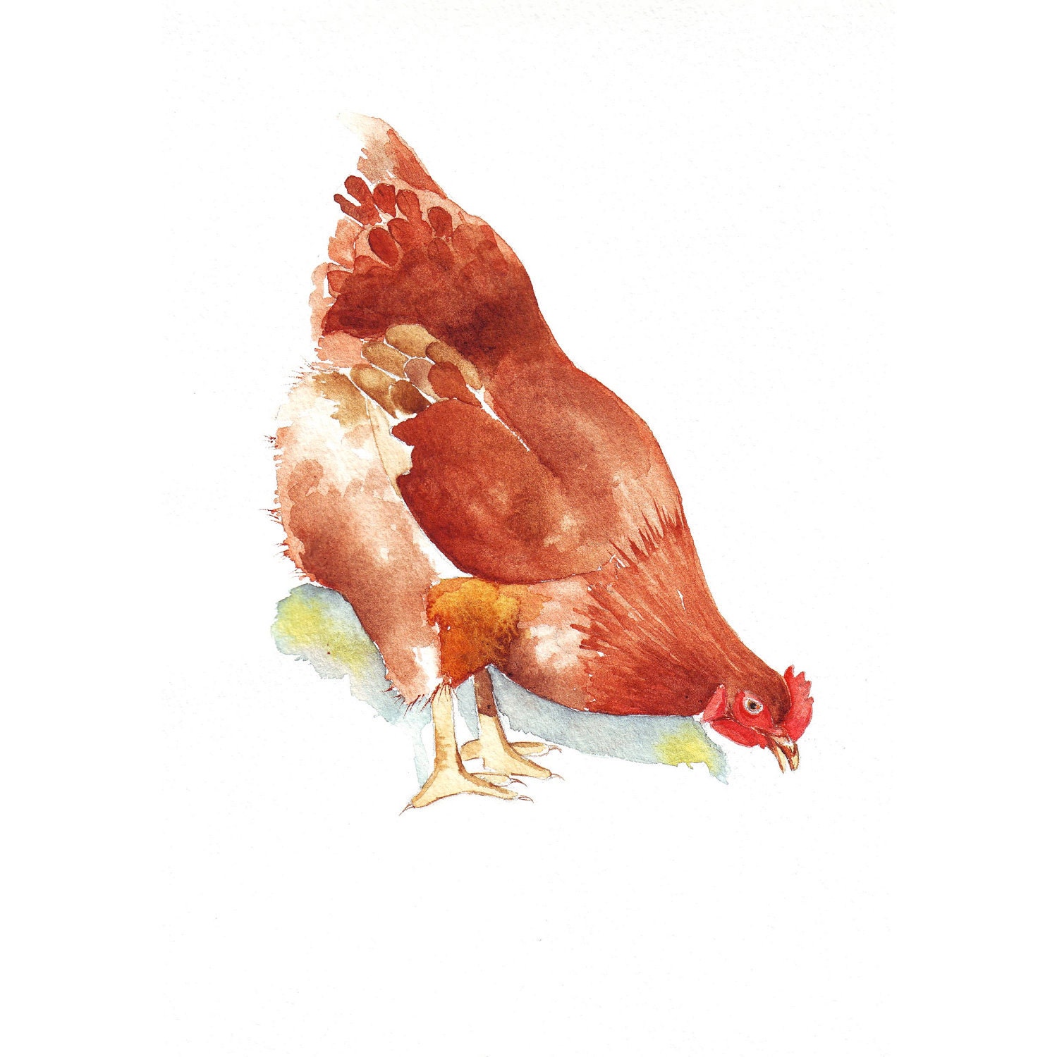 Chicken watercolor Painting - print of watercolor painting - 5 by 7 print