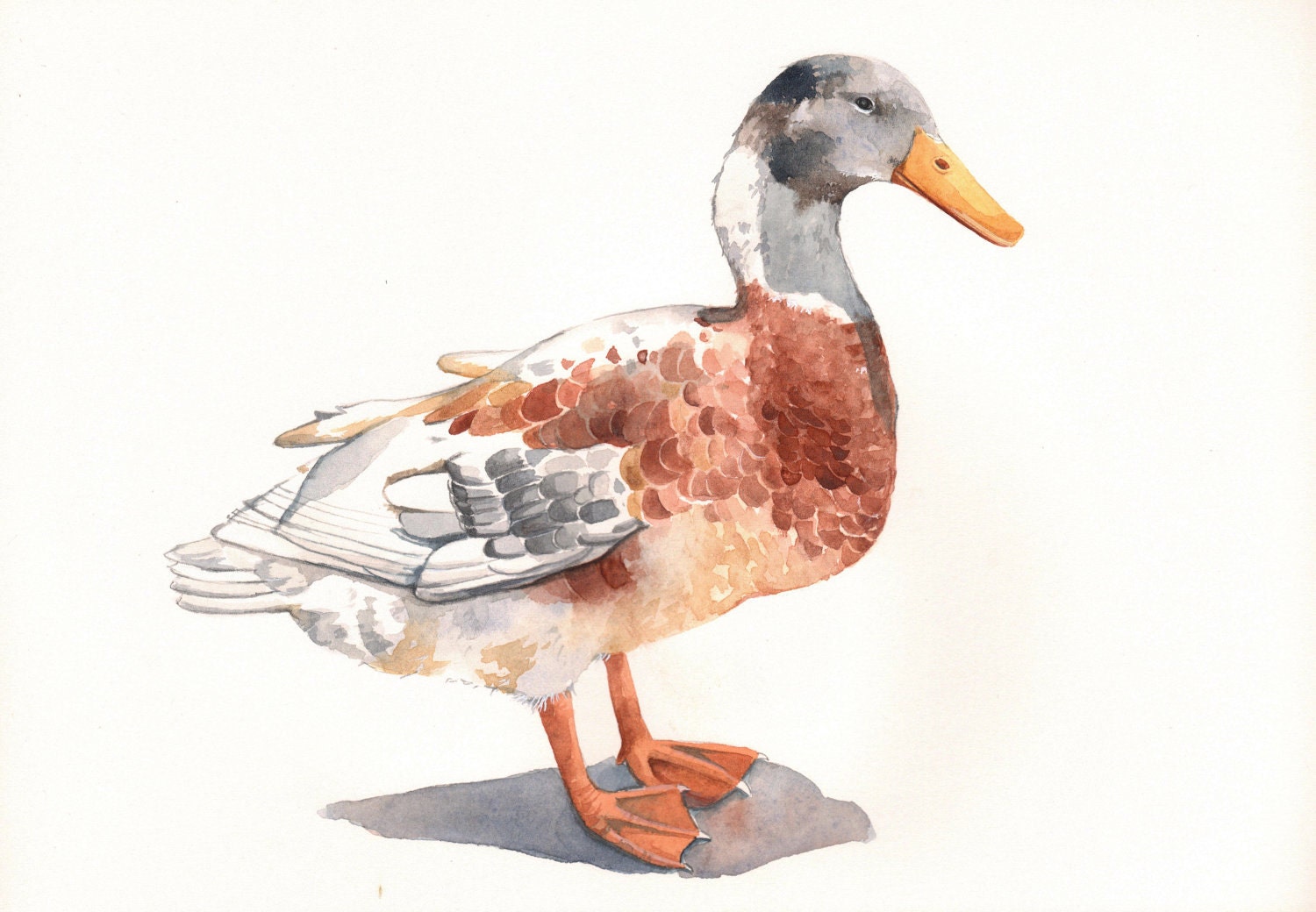Duck painting -D068- PRINT of watercolor painting- A4 print