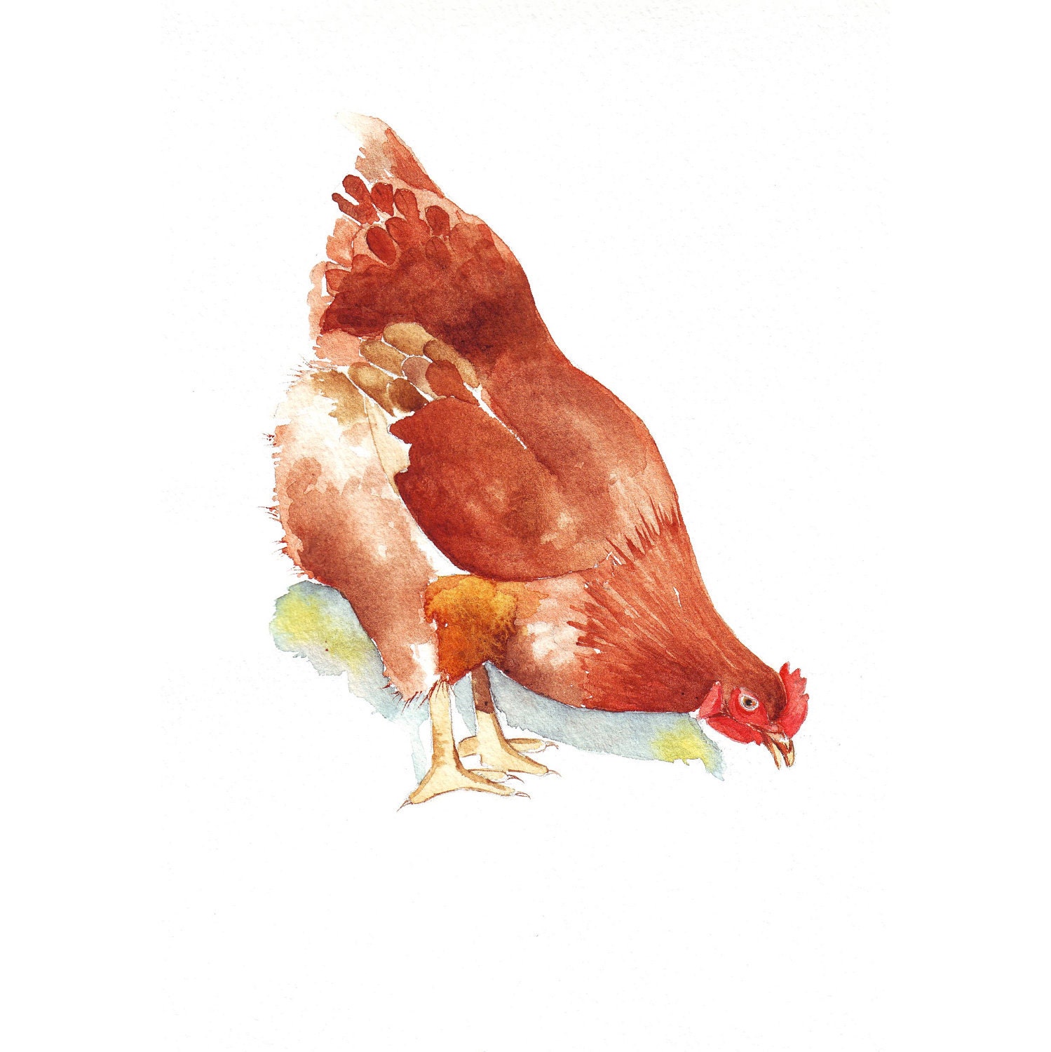 Chicken Watercolor