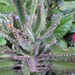 Alligator Plant Babies AKA Bryophyllum Tubiflora or Chandelier Plant