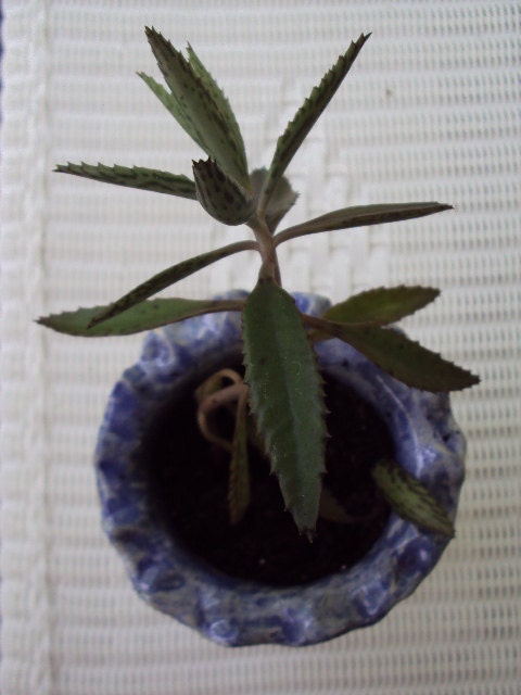 Alligator Plant Babies AKA Bryophyllum Tubiflora or Chandelier Plant