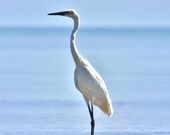 Bahamas Beach Photography, Immature Reddish Egret Bird Photography, Coastal Prints Beach Photograph, 4x6 Bird Print