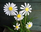 Daisy Paper Flowers, Spring Blossoms,Birthday Gift, Daisies, Origami Flowers to add to a Bouquet