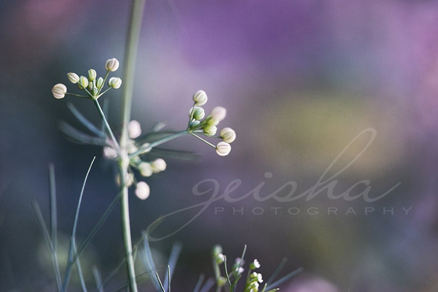 flower photograph purple green fine art photo nature spring rich lavender lilac - geishaphotography