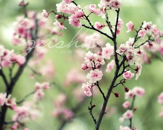 Pink blossoms spring blossoms cherry blossoms photo photograph fine art pink and green pastel