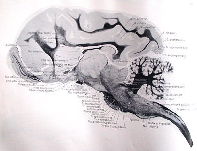 Brain of the Dog in Sections by Marcus Singer, 1962