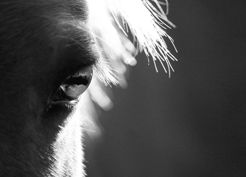 Horse Photography Black and White - 8 x 10 Horse Photograph