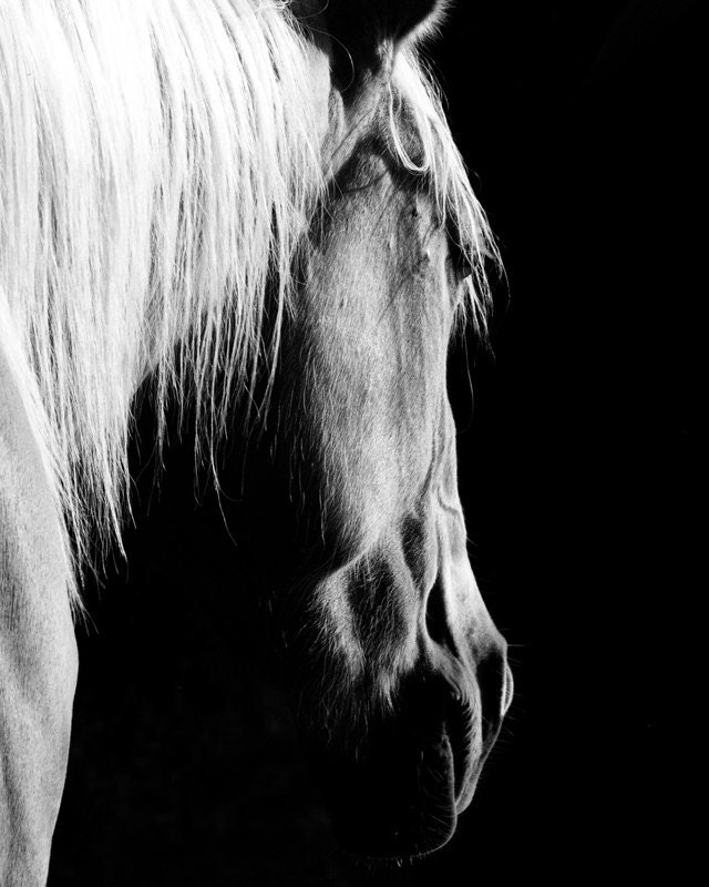Black and White Horse Photography Print Equestrian Art 16 x 20