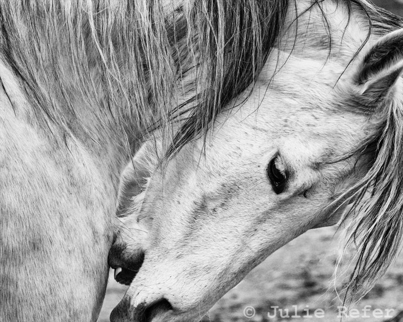 Black and White Horse Photography 11 x 14 Equine Art