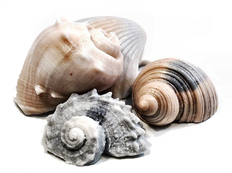Beach Shell Soap - Decorative Gift Soap in Neutrals